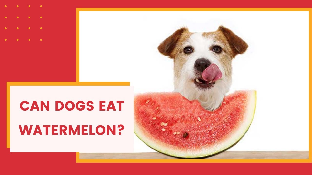 Can Dogs Eat Watermelon? Safe Or Not?