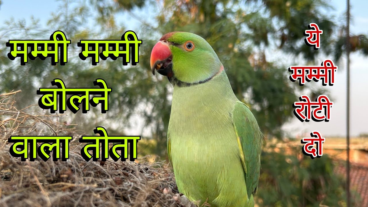 Parrot talking mummy || mummy bolne wala tota || parrot speaking mummy🦜mummy || parrot hd video😱🦜
