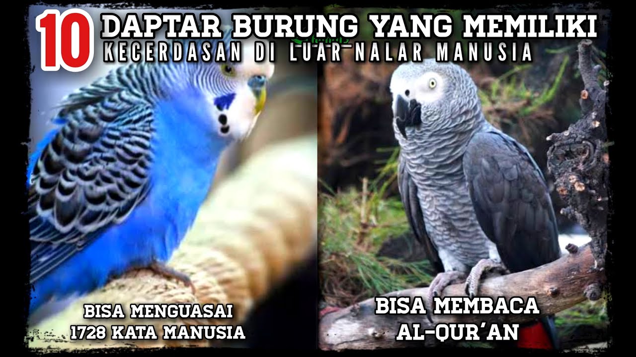 Daptar Populer 10 Recomendasi burung yang pandai bicara