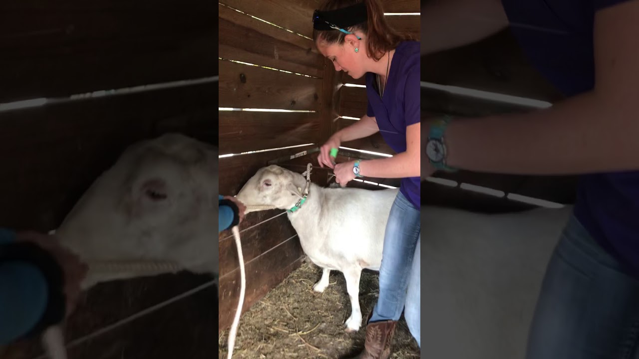 Skill 39 Sheep SQ Injection