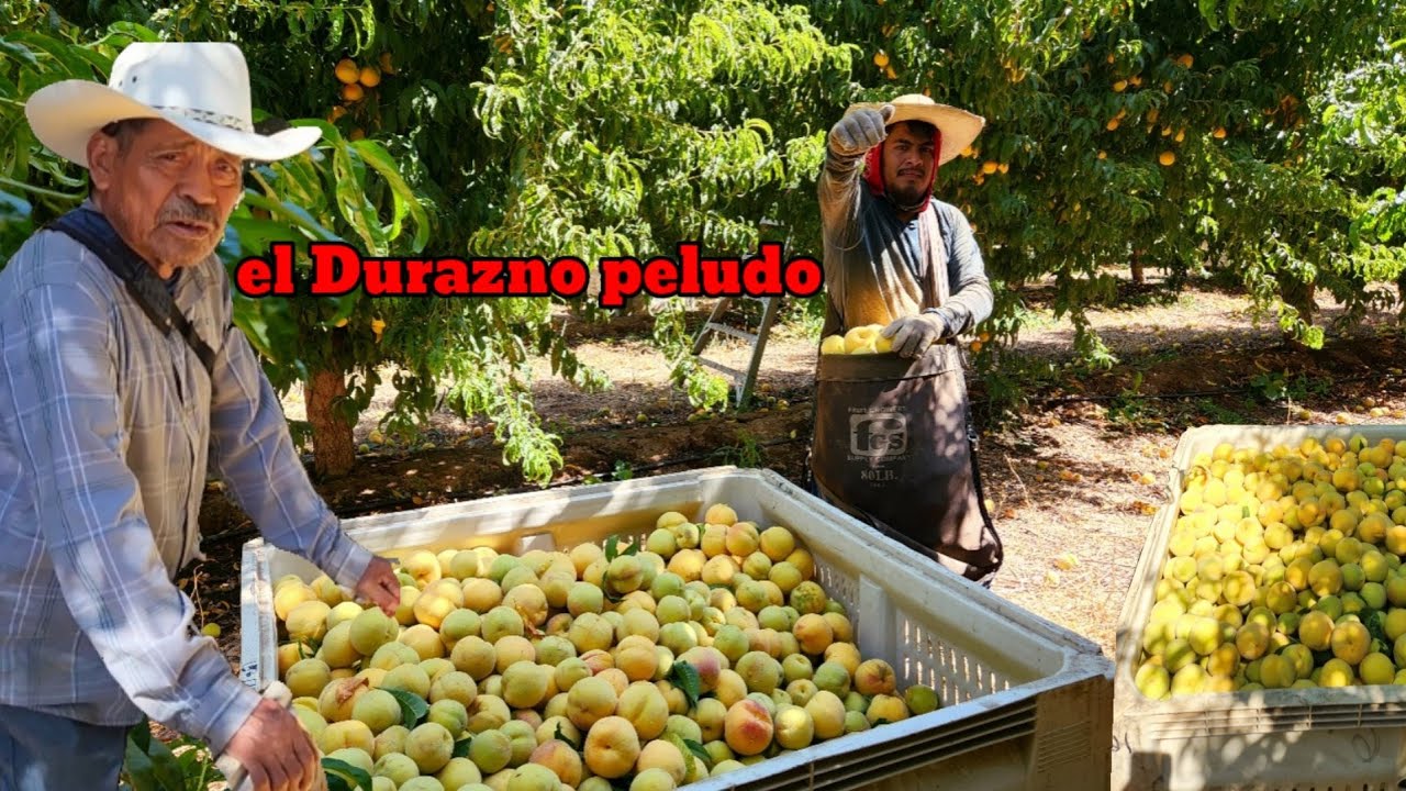 Los piscadores de Durazno más rápidos de esta cuadrilla en California