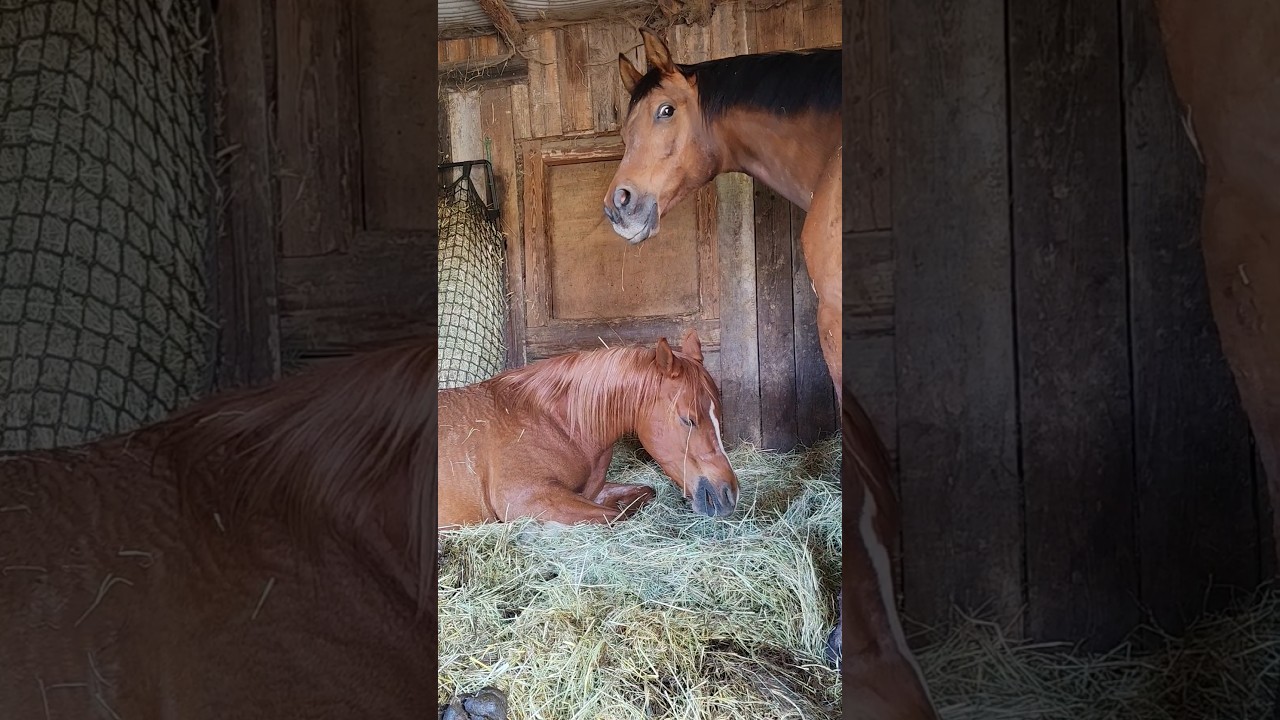 Słodziaki🥰 #horse #horses #equestrian #koniara #koniary #horselover #konie #hearthorse #pony