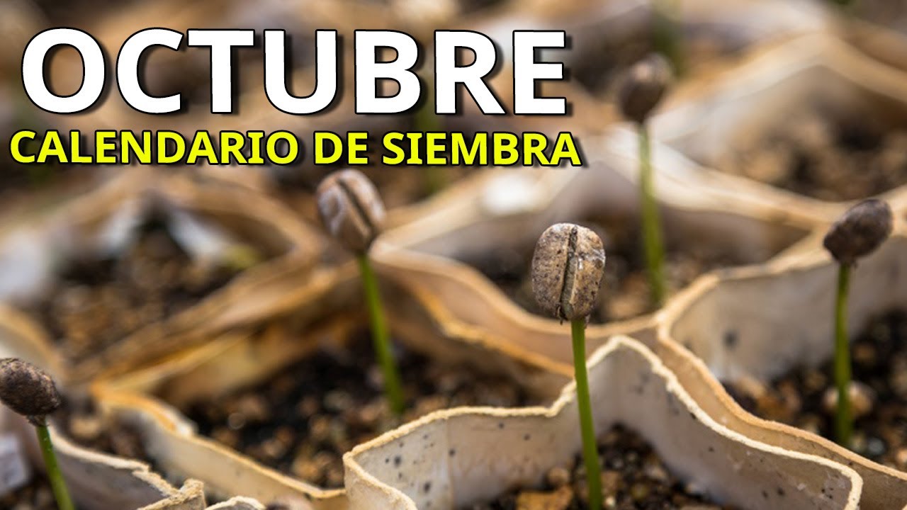 Que SEMBRAR y PLANTAR en OCTUBRE ...Huerto ➕️ Aromáticas ➕️ Flores ( Calendario de Siembra)