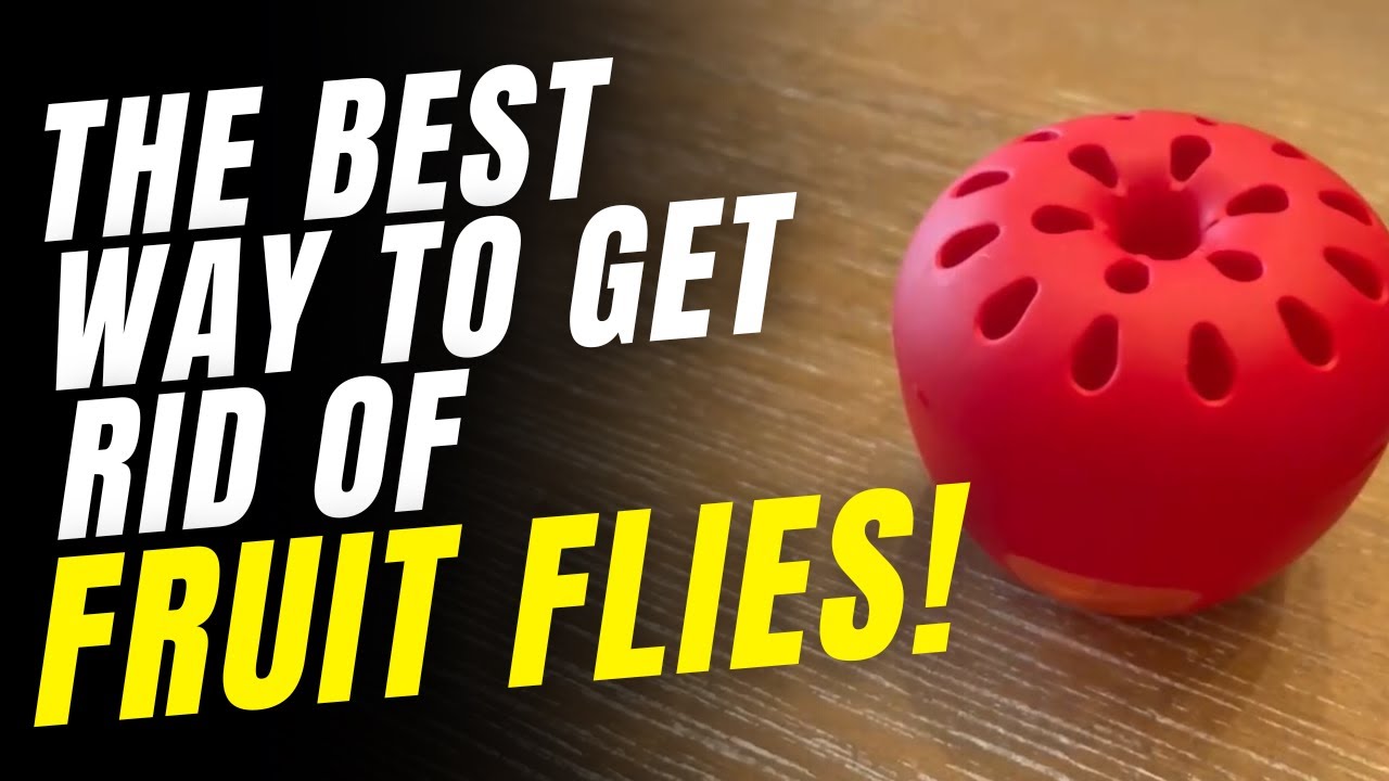 This Strange Trap Will Stop FRUIT FLIES In Your House INSTANTLY!