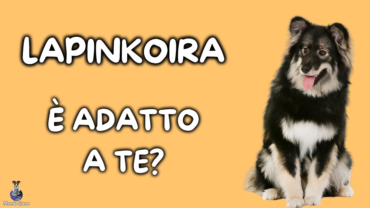Lapinkoira: Cosa Sapere
