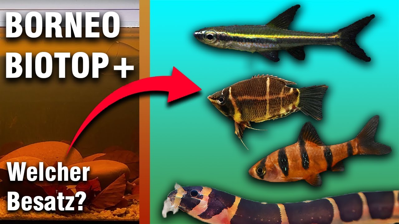 Welcher Besatz für das Biotop? | Borneo Biotop+ | AQUAtope