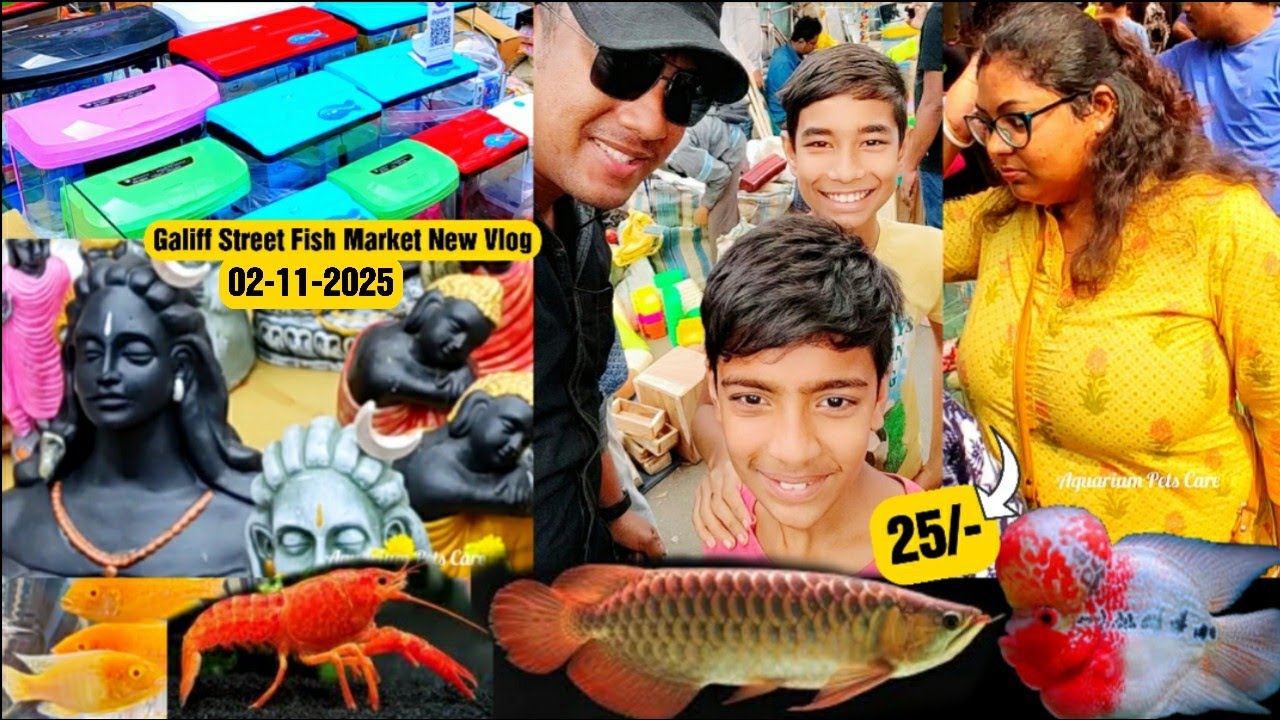 Recent Aquarium Fish Price Update | Galiff street Fish Market | Galiff Street new video 02-11-2025