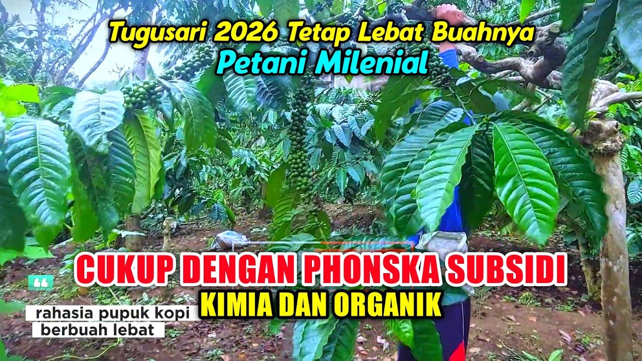 pupuk kopi agar berbuah lebat ❗️ kopi balap