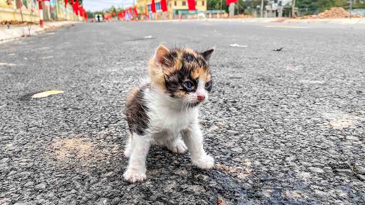 Новорожденный котенок доживает последние минуты на улице, никто не приходит на помощь, голодный