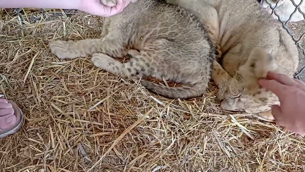 Тайган , в гостях у Львят 