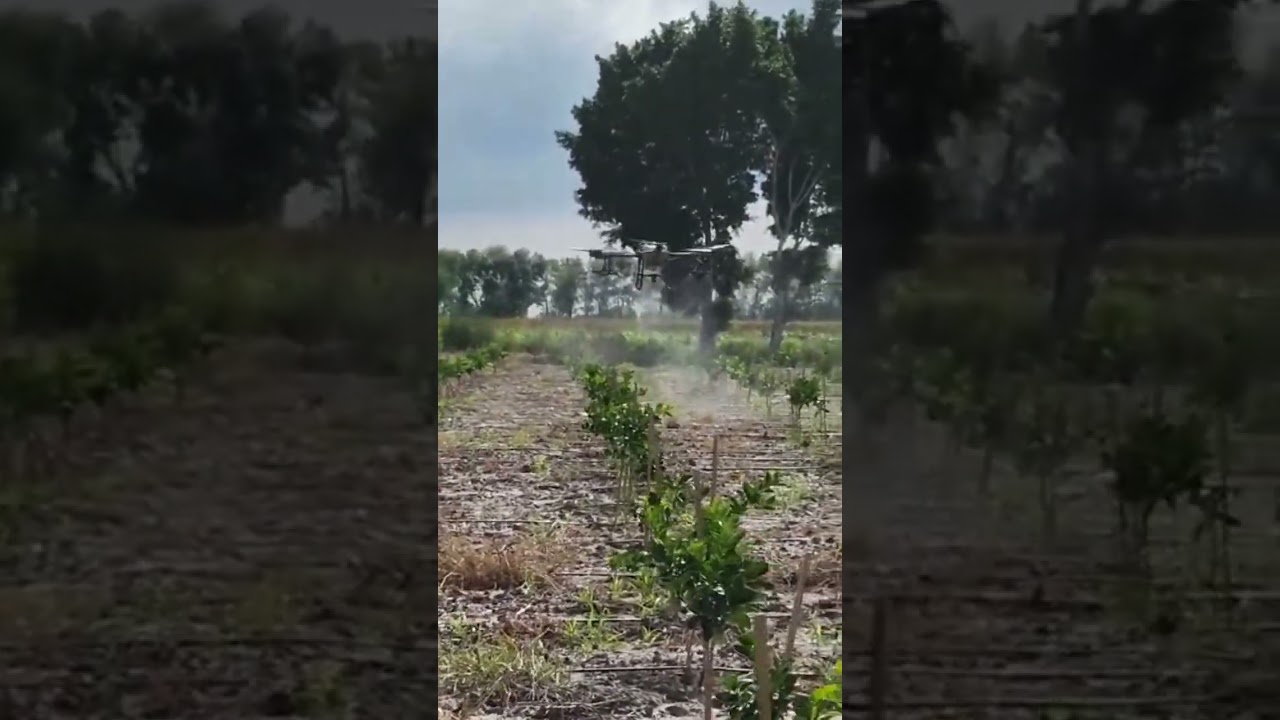 Fumigando el lim&oacute;n persa con el drone agras t30 #rancho #elcuervo #m&eacute;xico #agricultura #limon