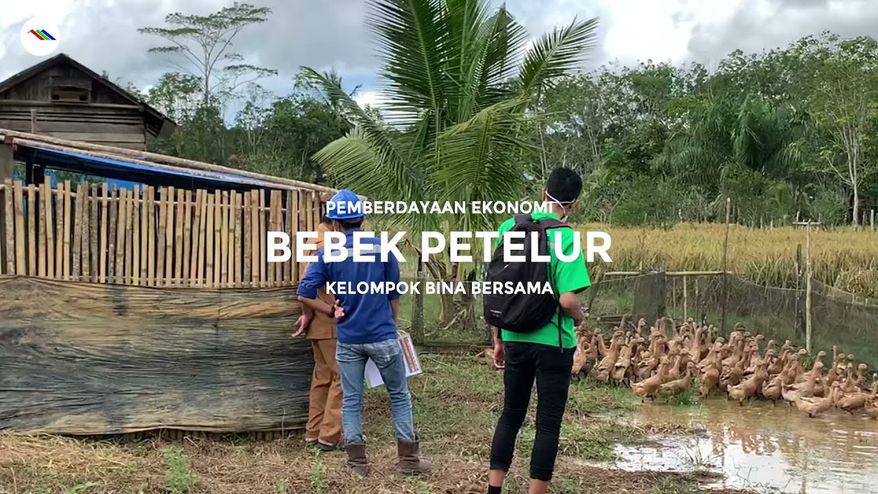 Budidaya Ternak Bebek Petelur Program Pemberdayaan Ekonomi CSR Sebuku Coal Group