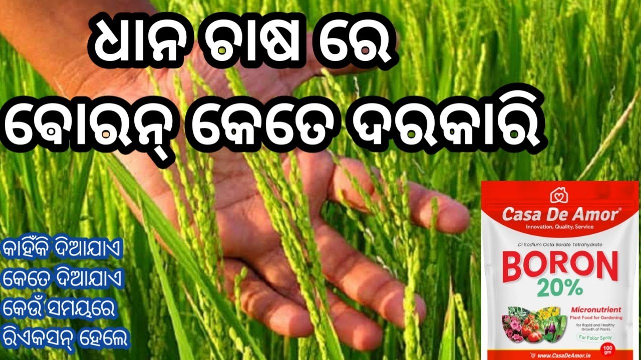 ଧାନ ରେ ଵୋରନ୍ ଦେବା ଦରକାରୀ କେତେ// ଅଧିକ ଆୟ ପାଇଁ ଵୋରନ୍// boran for paddy crops details// boran 