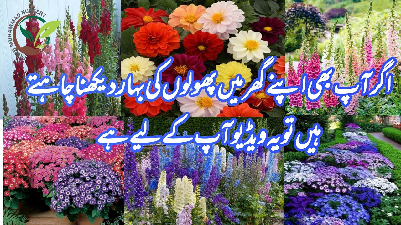 When is the best time to plant spring seedling for flowers