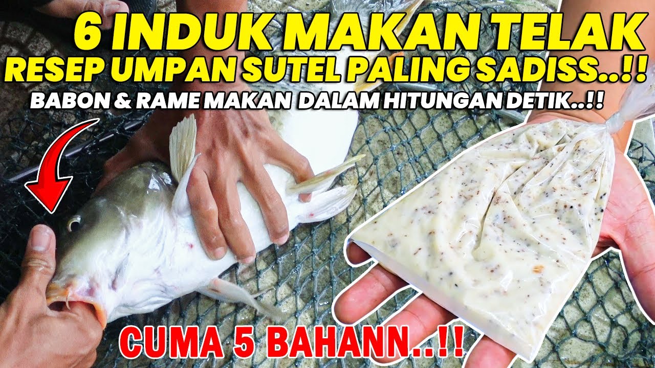 RESEP RACIKAN TERGILA UMPAN SUTEL !! SIKAT SEMUA BABON & RAME DALAM HITUNGAN DETIK MAKAN TELAK ❗❗