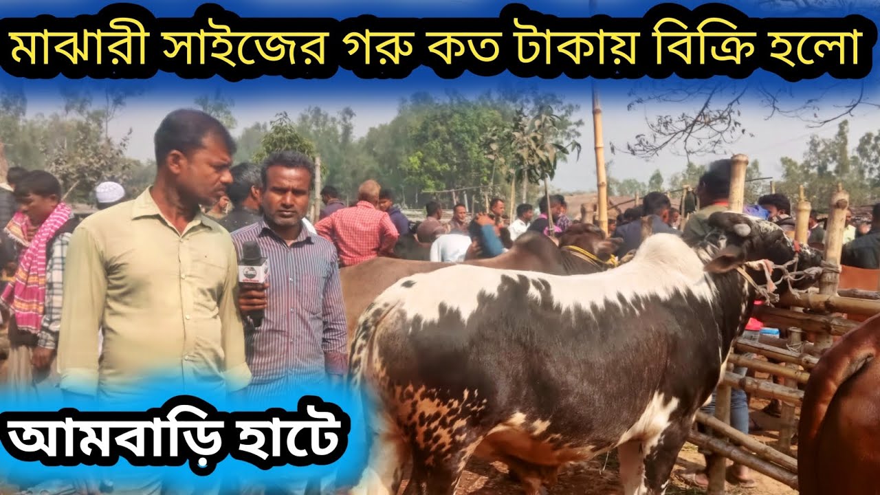 ৭ফেব্রুয়ারি ২০২৬| কুরবানী উপযুক্ত মাঝারী সাইজের গরু কত টাকায় বিক্রি হলো দেখেন!