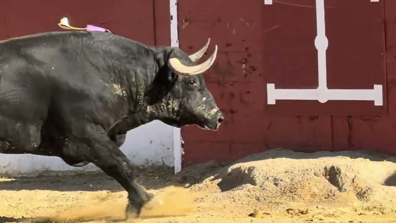 Salida 2º toro de CUADRI: 