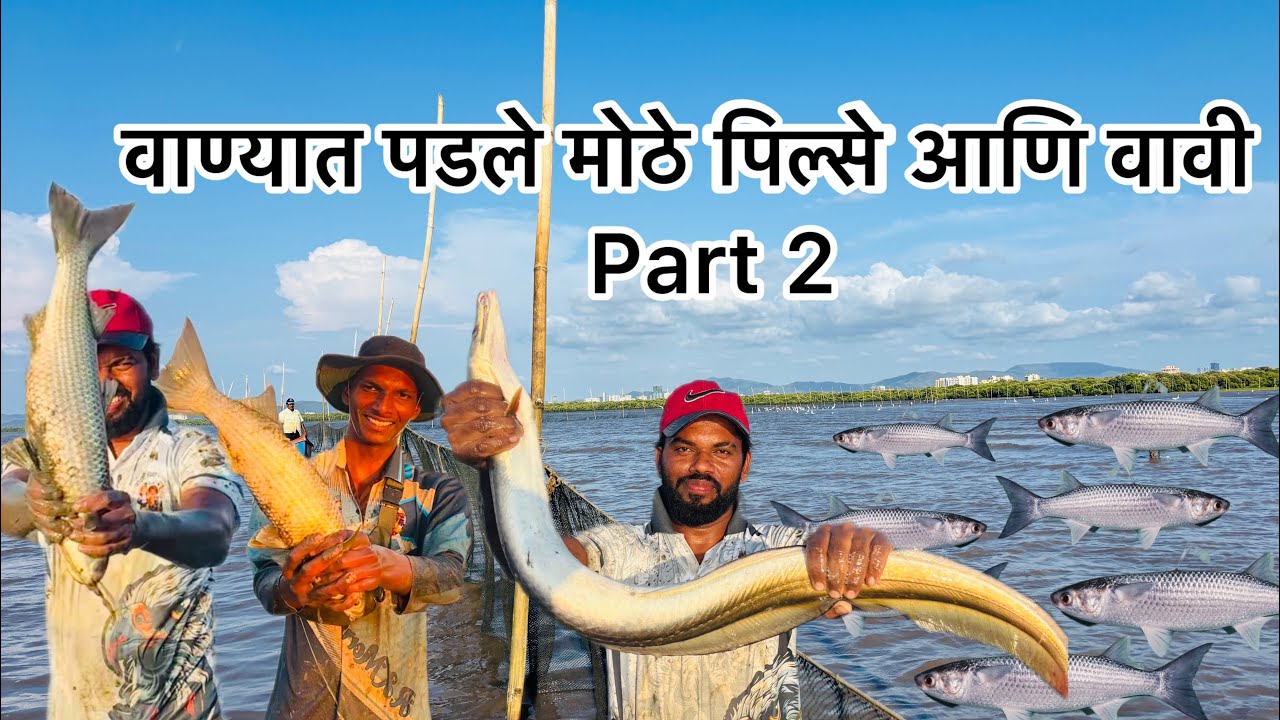 वाण्यात पडले मोठे पिल्से आणि वावी 🤗 part २#Fishing #eel#mullet fish #aagrikoli#eelcatch#NetFishing