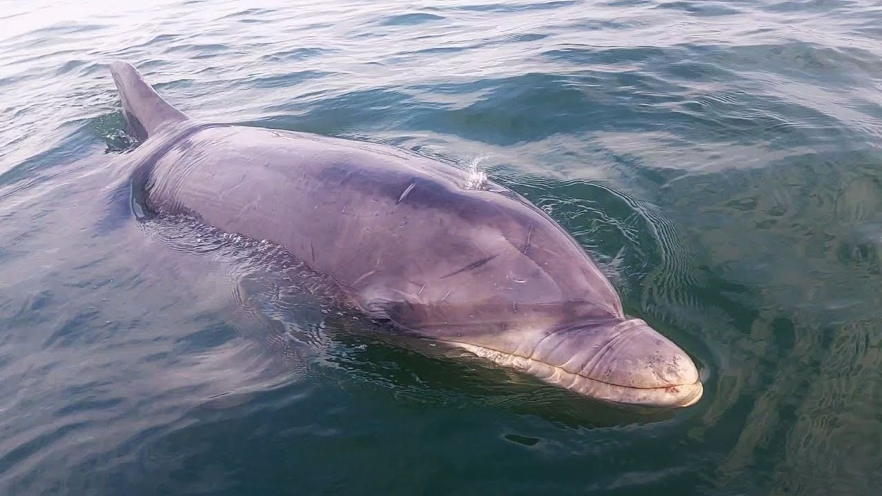 Firth of Forth - Kayaking with a Dolphin - Oct 2025