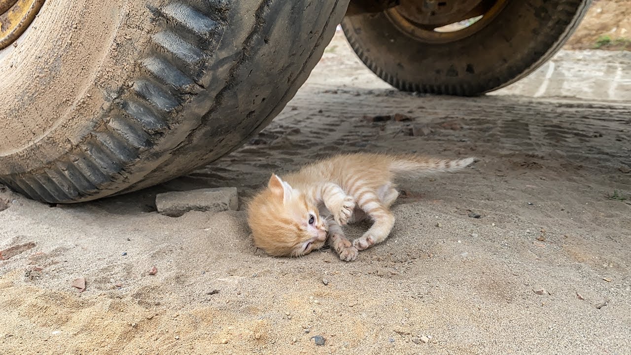 Котенок, переживающий последние минуты своей жизни, плача от отчаяния, к счастью, ее спасли