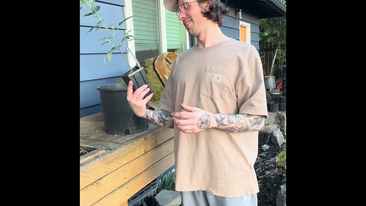 Cannabis grow guide step one: get clones transplanted 