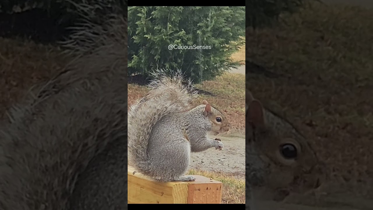Squirrel Spots A Snack #animals #wildlife 