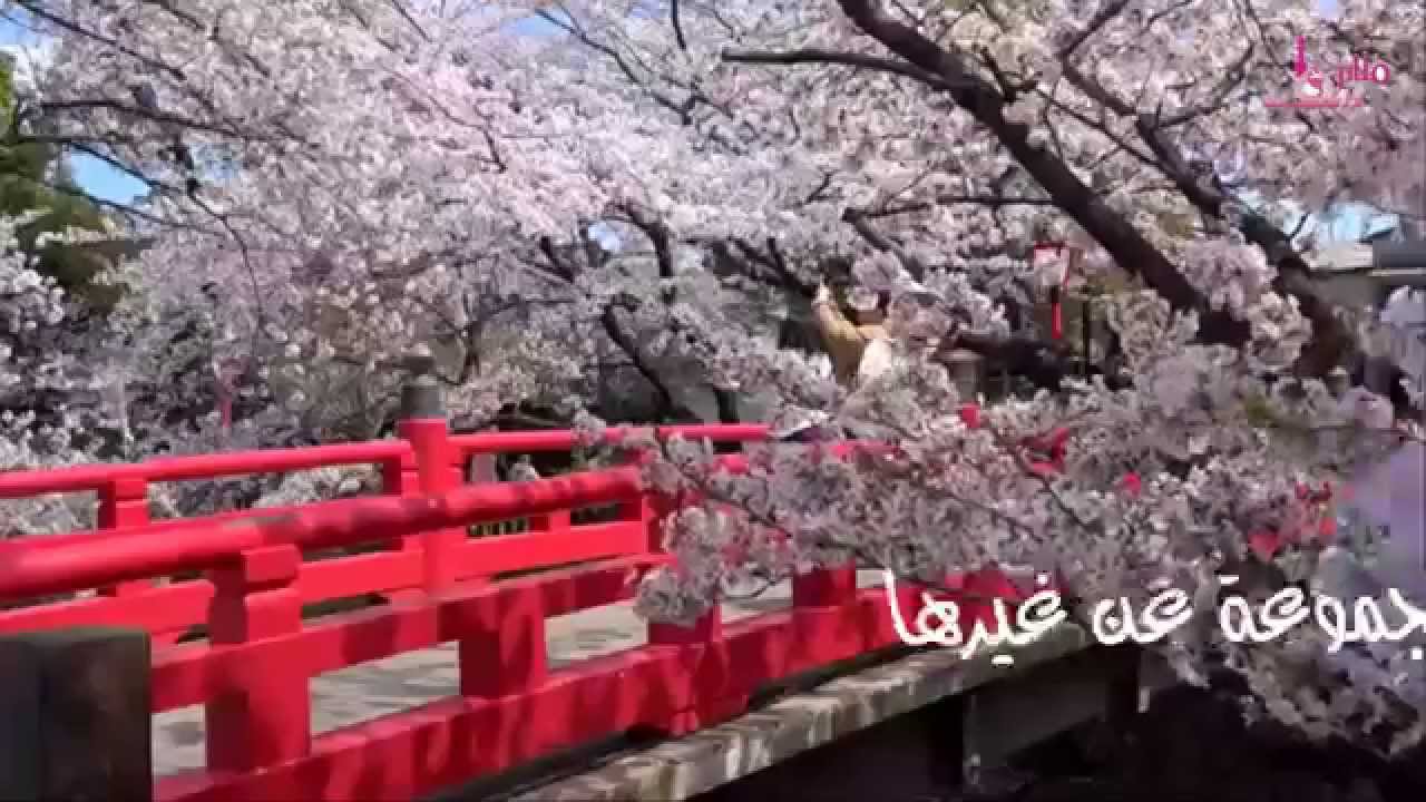 هوٌيتي الإسلامية ..