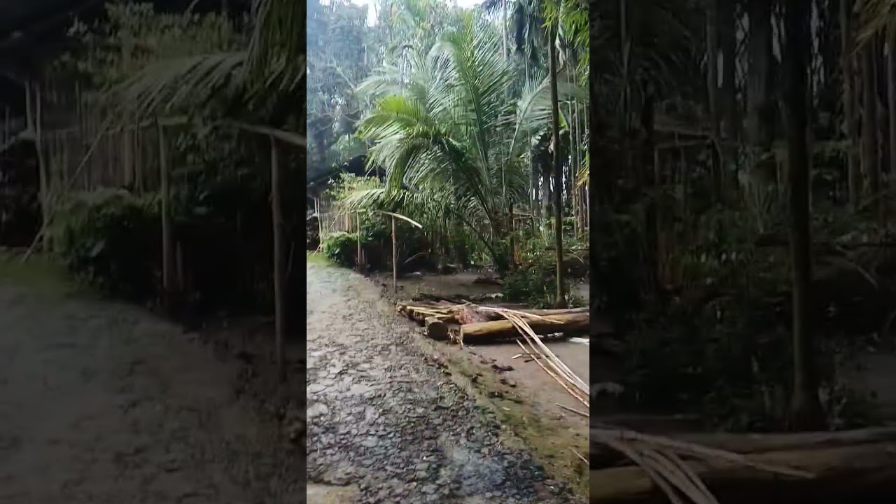 The Assam forest land video#trendingshorts #travel ##viralvideo #sorts #entertainment #youtube