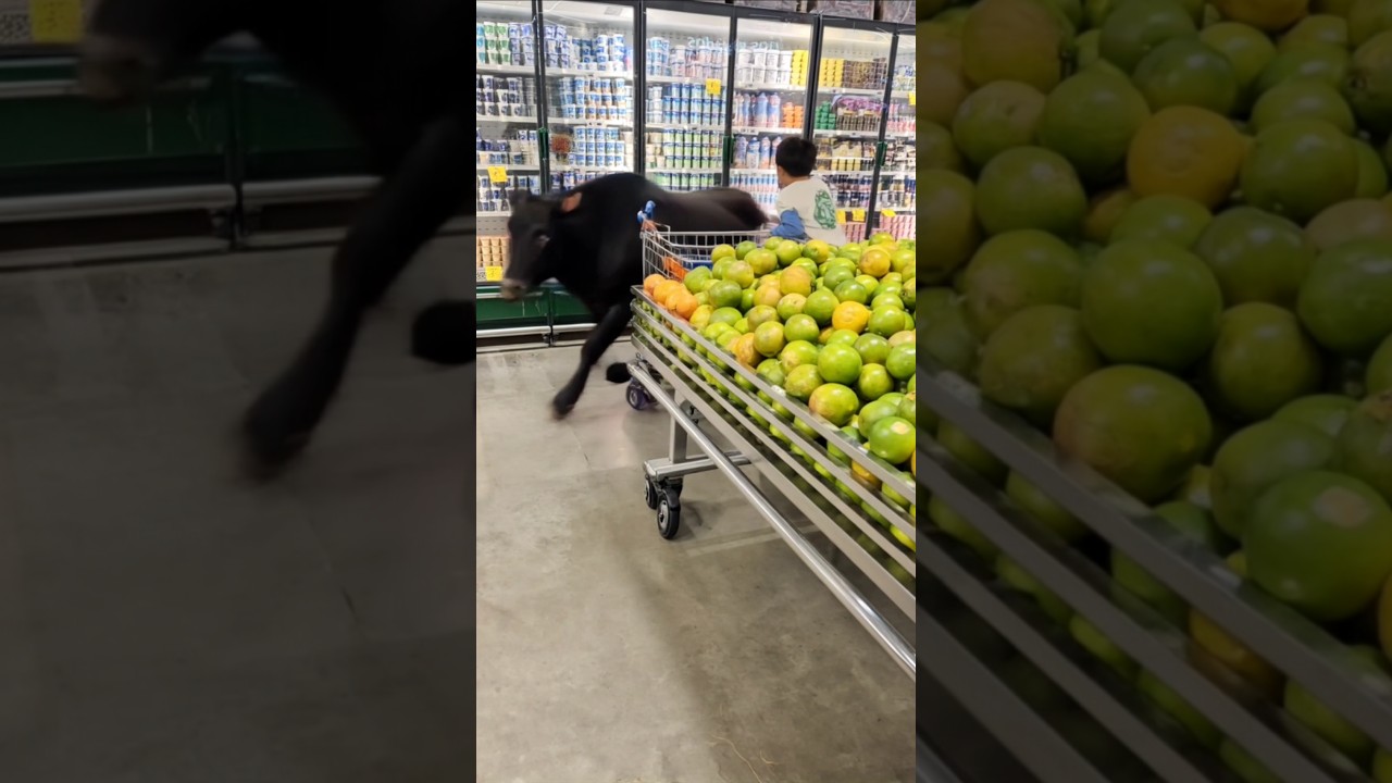 Boi da Cara Preta comprando frutas 😱😱🍍🍉🍐🍇#funny #boidacarapreta #boiboiboi