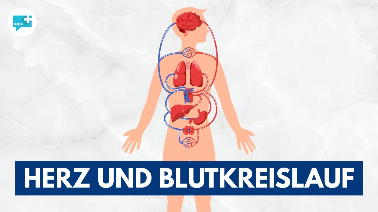 Herz und Blutkreislauf: Aufbau, Funktion & das Kreislaufsystem