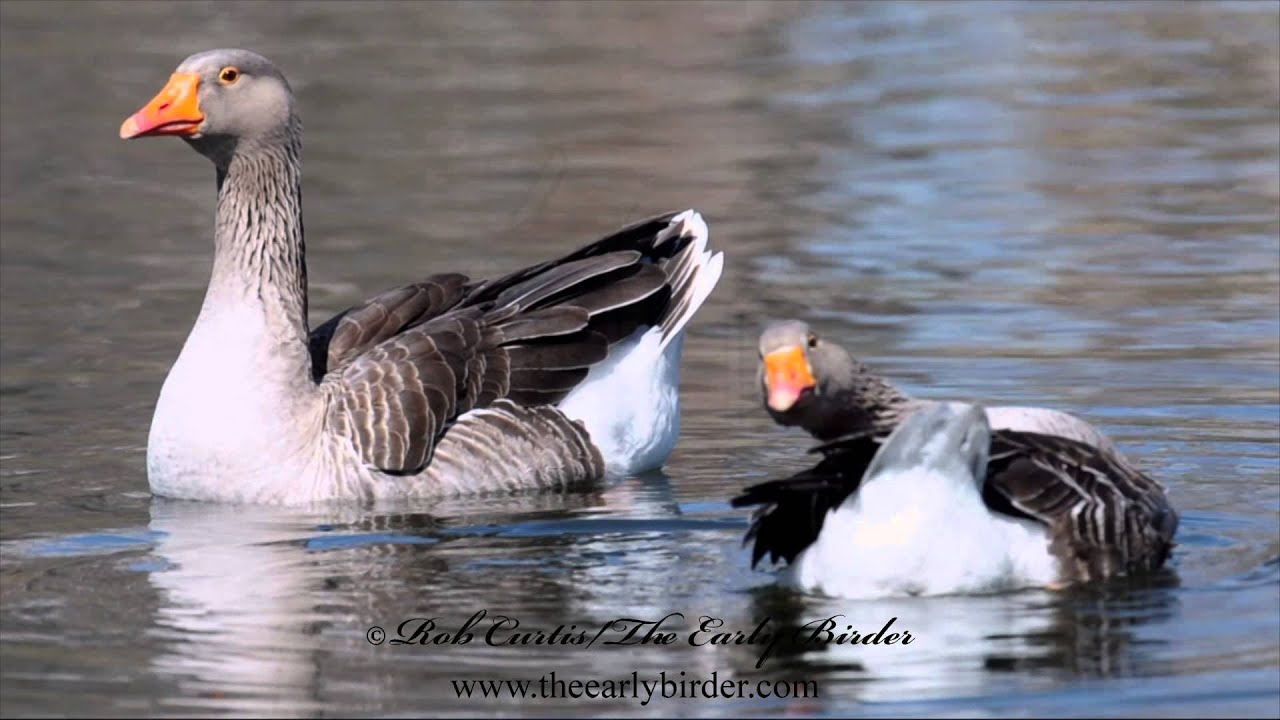 GRAYLAG GOOSE  Anser anser  pair swimming, preening
