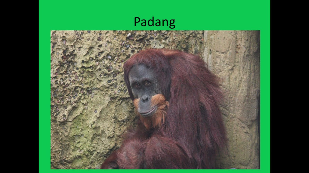 Martin Vojáček: Chov orangutanů v Zoo Praha