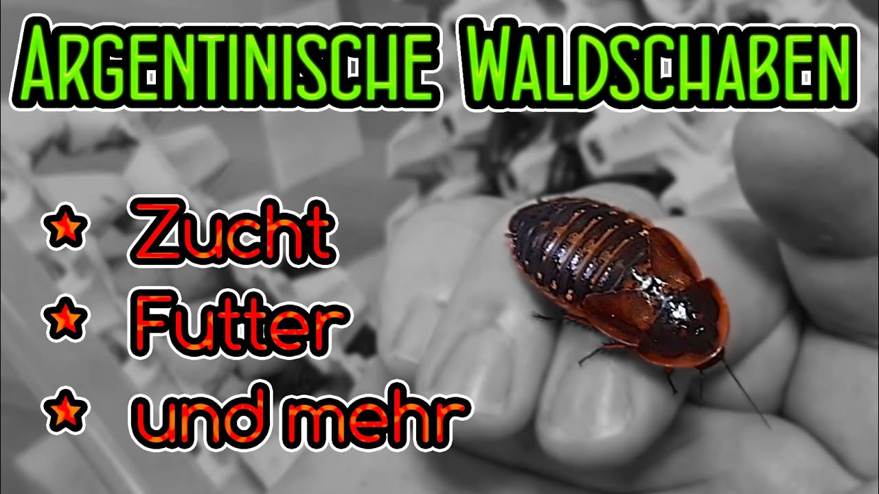 Argentinische Waldschaben - 🕷️ Zucht, Futter und mehr 🦎 #Zuchtfutter 🦂