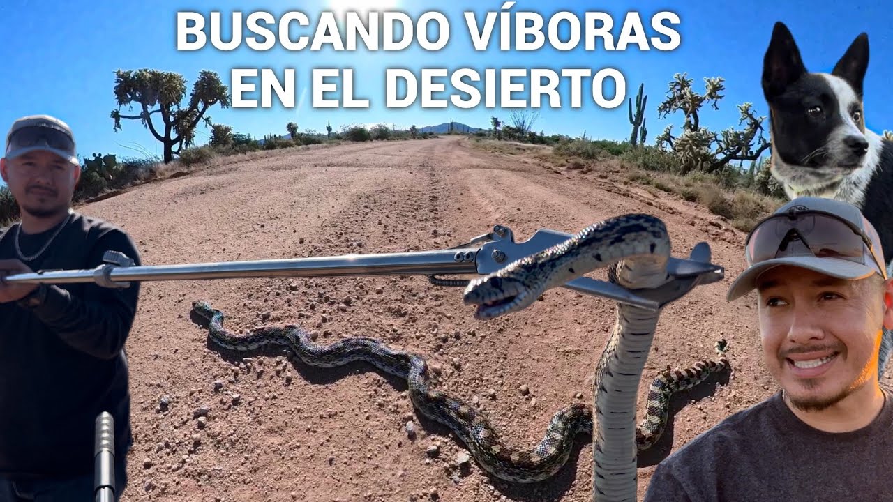 Me Fui A Buscar Víboras Cascabel En El Desierto🌵