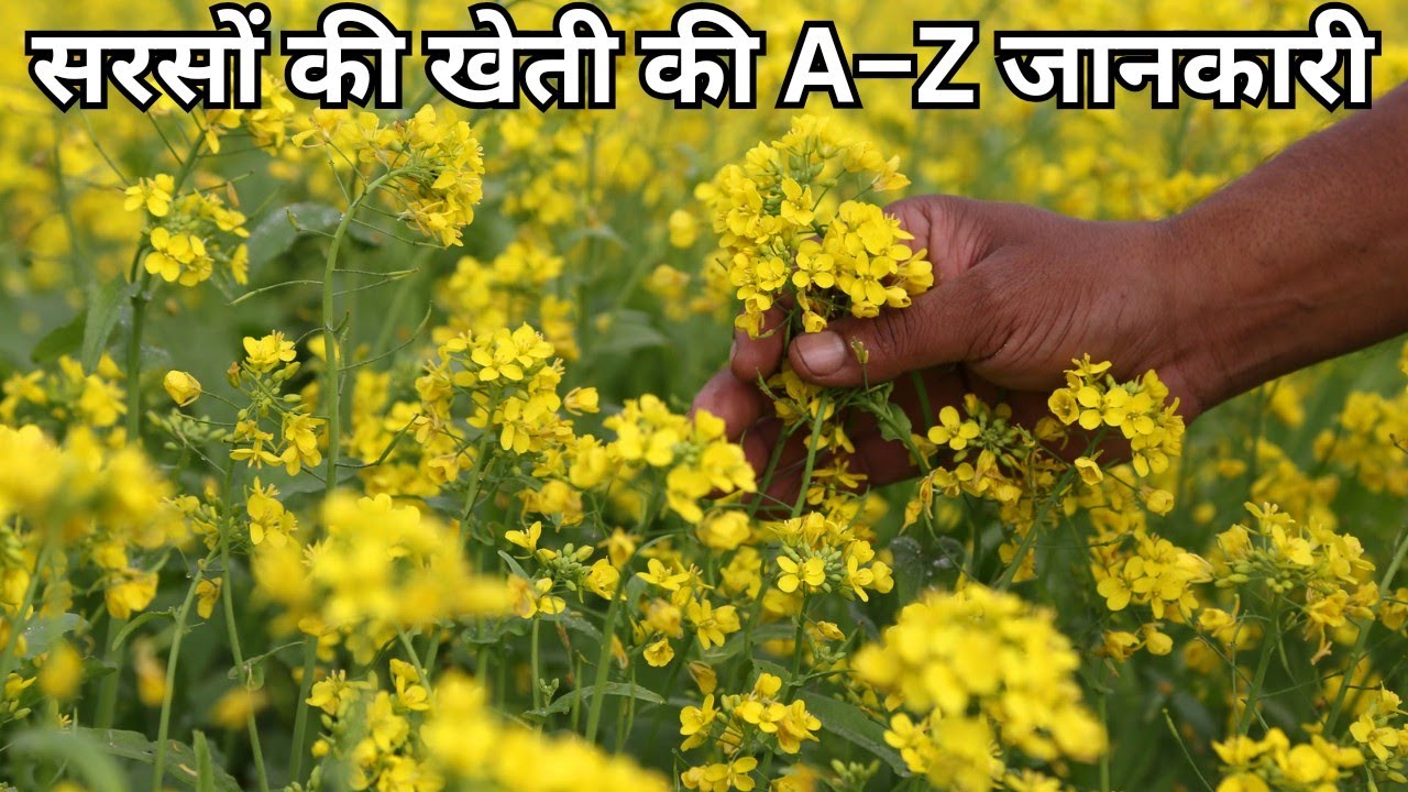 सरसों की खेती की A&ndash;Z जानकारी  | sarson ki kheti ki a tu z jankari