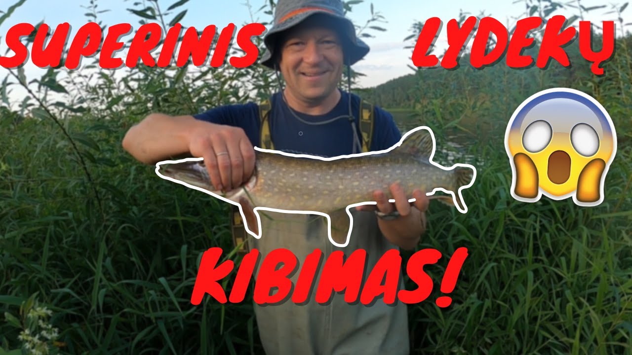 SUPERINIS LYDEKŲ KIBIMAS NEMUNE IR SULAUŽYTAS SPININGAS