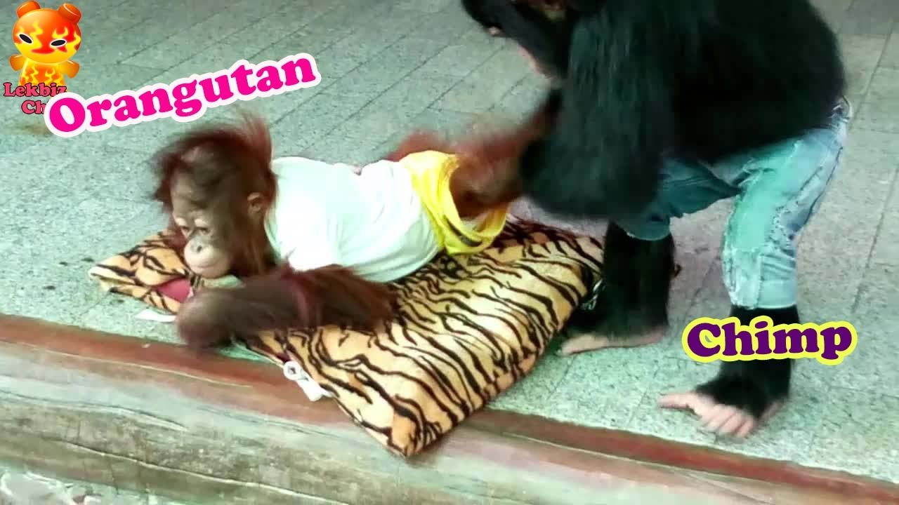 Chimp play with younger Orangutan  @Samutprakarn Zoo