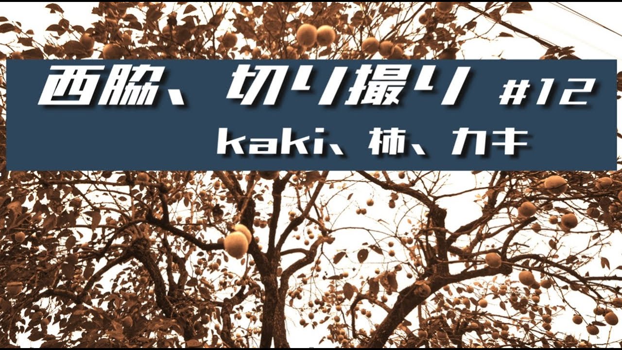 西脇、切り撮り #12
