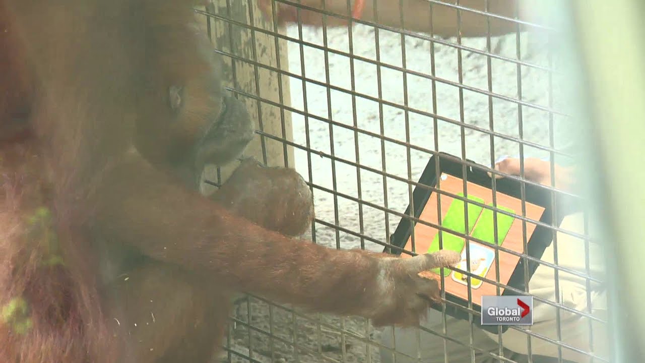 Orangutans use iPad at Toronto Zoo