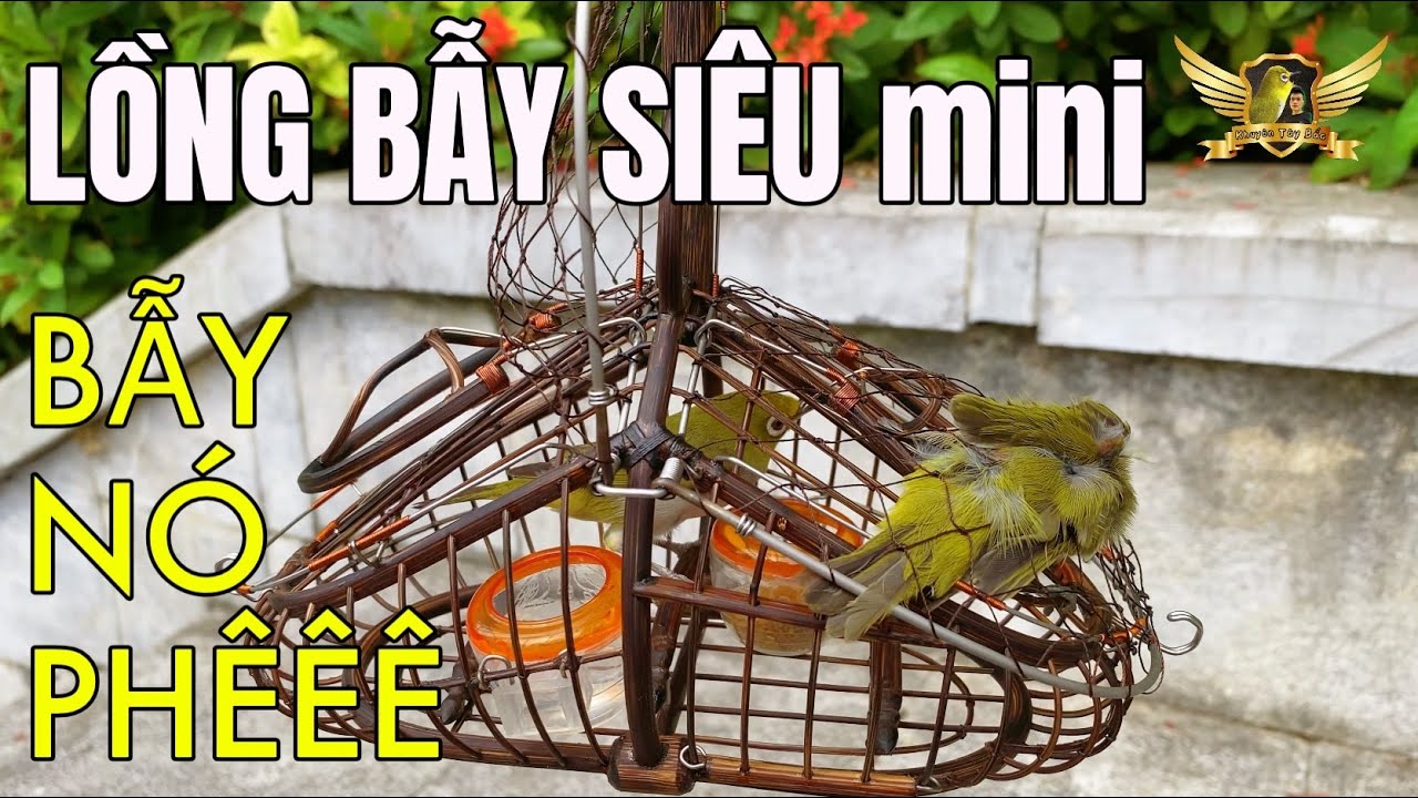 Bẫy Khuyên Cực Phê Bằng Siêu Lồng Bẫy mini Bé Tí Sẽ Như Thế Nào - Trap Birds With Very Small Cages😳