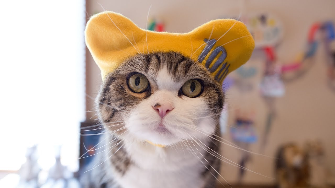 まるです１０。-I am Maru 10.-