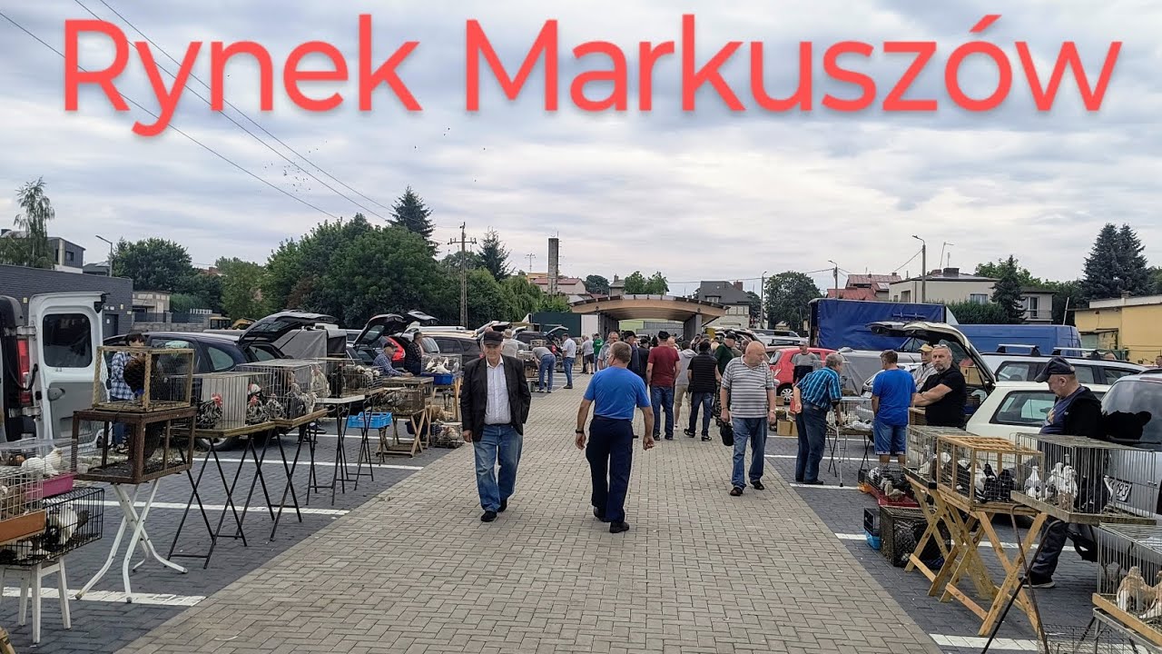 Markuszów żyje gołębiami.Rynek jakiego nie znacie