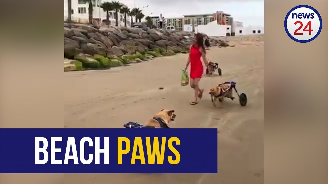 WATCH: Disabled shelter dogs exercising on the beach in wheelchairs will melt your heart