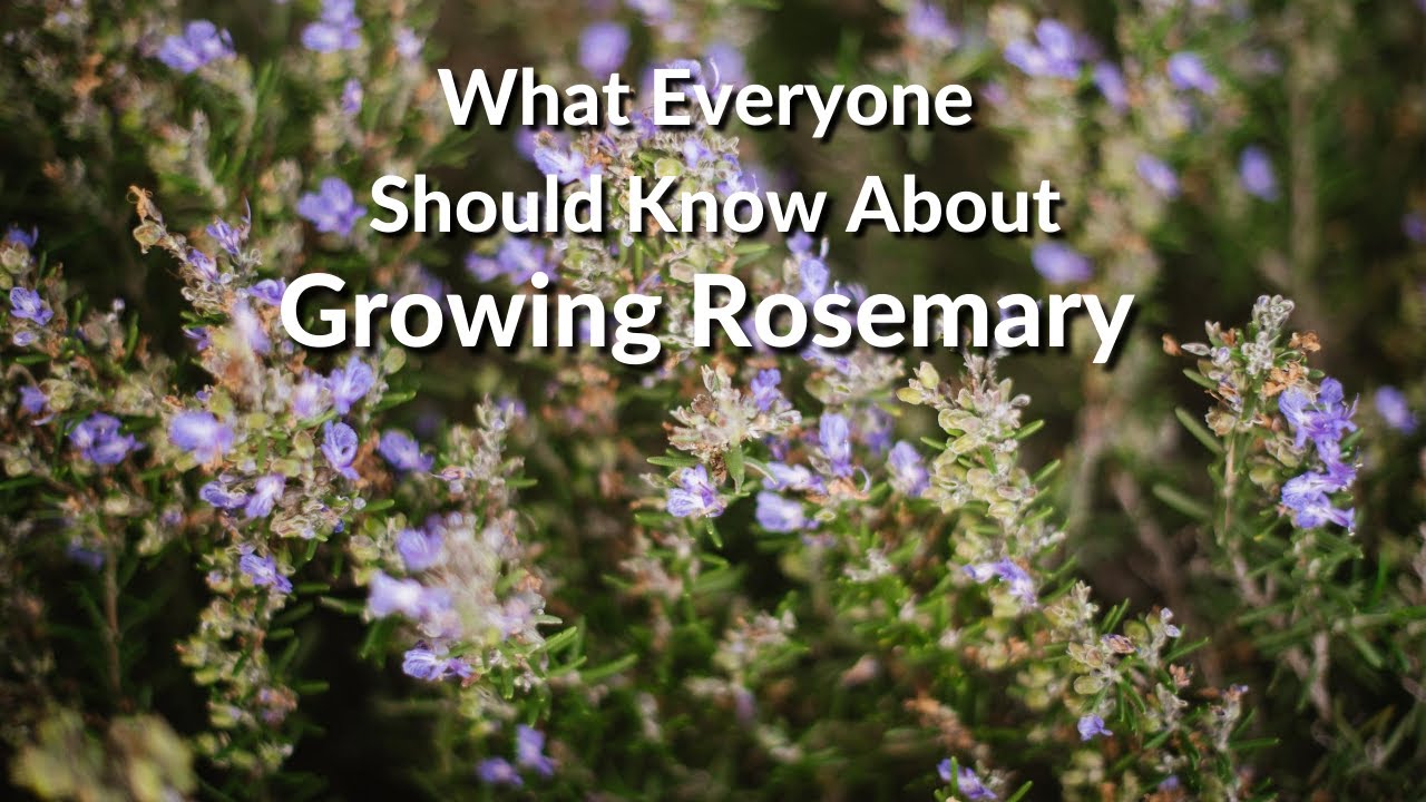 Wonderful Rosemary: Care Tips, Uses & What You Need To Know / Joy Us Garden