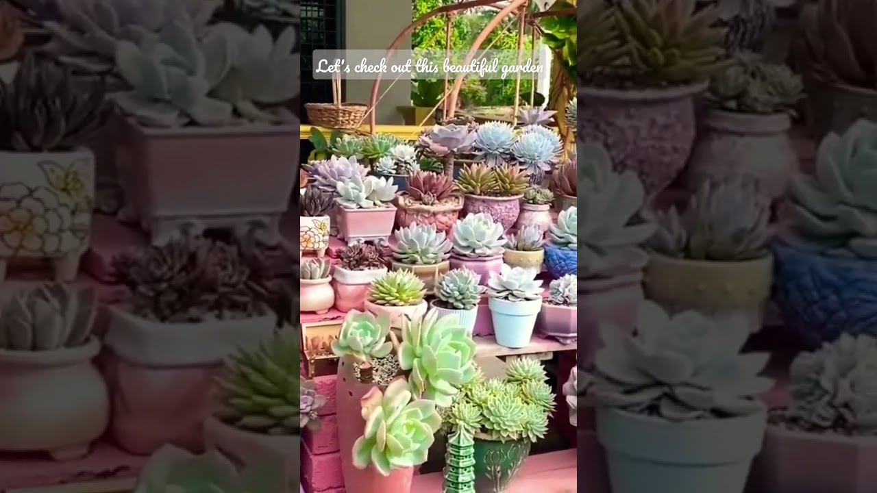 Pink vibrant succulents garden #succulent #succulentgarden #succulents