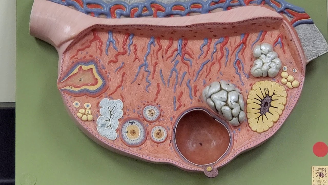 Professor Long 2402 Lab Breast and Ovary Anatomy