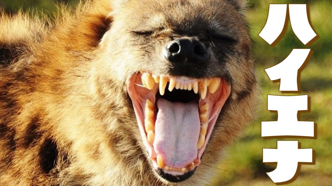 【ハイエナの進化】~なぜ骨を食べられるようになったのか？~