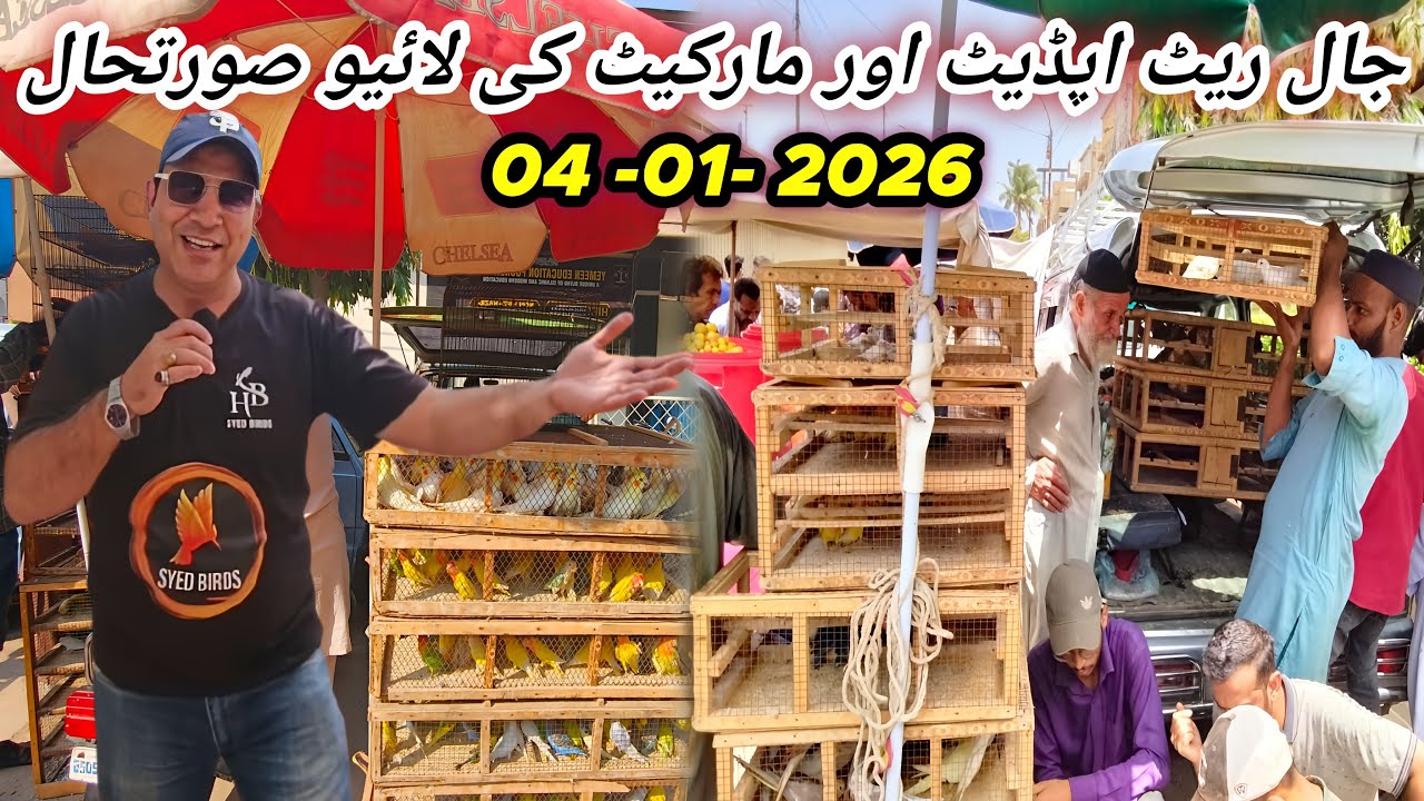 Lalukhet Sunday Birds Jaal Rate Live Update 2026 @SYEDBIRDS