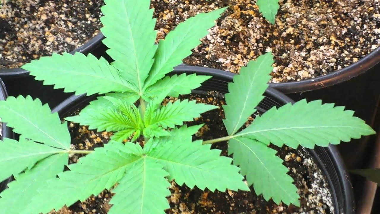 La plata labs/white voodoo