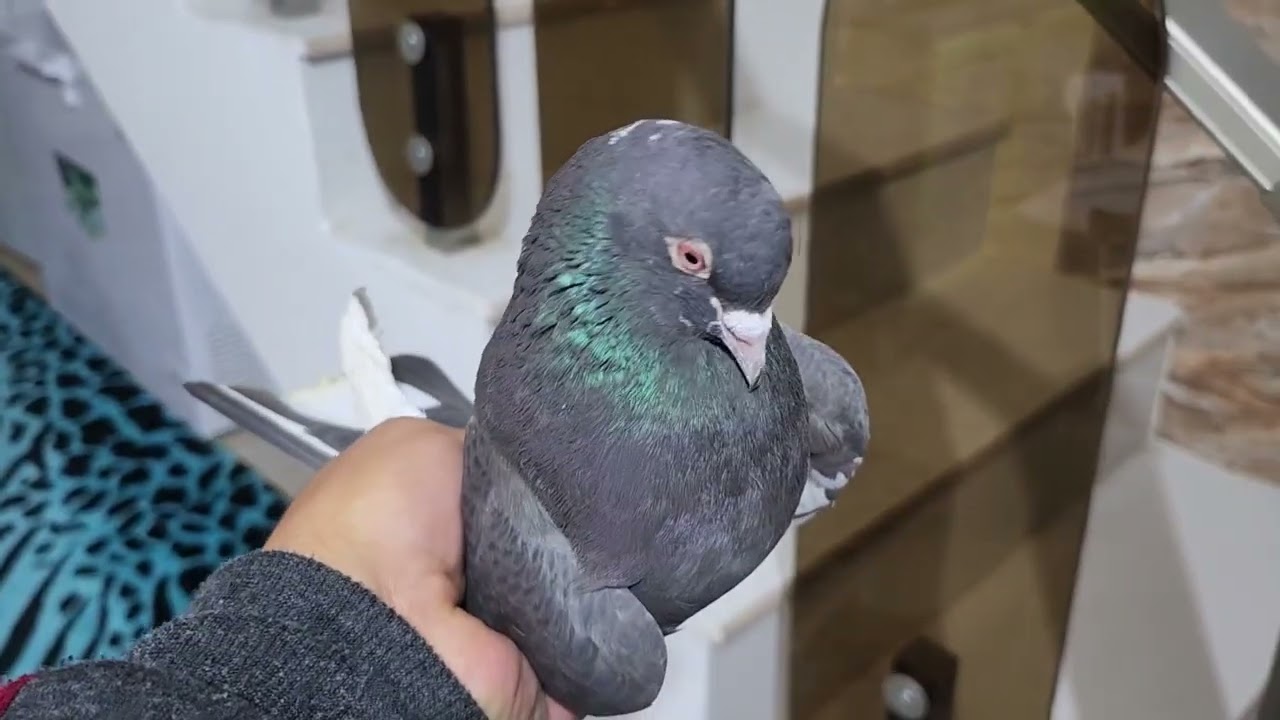 صيد اليوم بيه رقم😍ولكيت الشمعي البصراوي بسوك الشعله تعالو شوفو  هو لو غيره🥰@